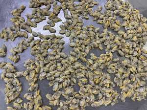 Mariscos Congelados Competitivos, Carne de Almeja Sangrienta IQF LQF HUANGDA, Empaque Personalizable, 24 Meses de Vida Útil, 120-160 Unidades, Origen Fujian - Product Image 3