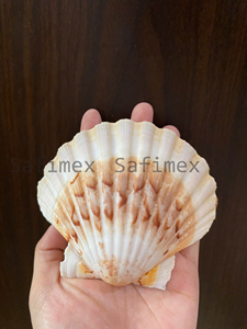 Cuaderno de Conchas de Vieira, Conchas Marinas Naturales, Ecológico, Portátil, Regalo Empresarial, Decoración del Hogar y Presentación de Alimentos en Restaurantes - Product Image 5