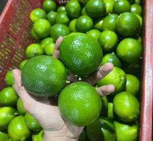 มะนาวไร้เมล็ดคุณภาพสูง สดใหม่ ขนาด 2.5 ซม. ผลผลิตจากเวียดนาม - Product Image 1