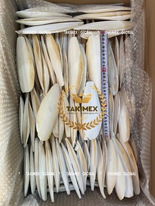 Hueso de Sepia de Alta Calidad para Aves, 100% Natural, Proveniente de Vietnam, la Mejor Fuente de Suplemento de Calcio - Product Image 3