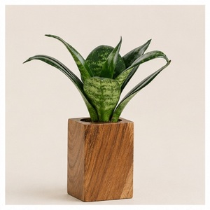 Maceta Moderna Hecha a Mano de Madera Sólida para Plantas de Interior, Ecológica y Natural, para Oficina, Escritorio y Hogar - Product Image 5