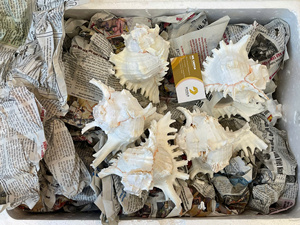 Wholesale Beach Decoration Natural Mixed Sea Shells Craft Sea Shell Conch Shells Plated Jewelry Making for Crafts and Souvenirs - Product Image 3