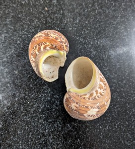 WHOLESALE NATURAL <b>ABALONE</b> SEASHELLS, LARGE BEACH <b>SHELLS</b> IN VARIOUS SIZES - Product Image 5