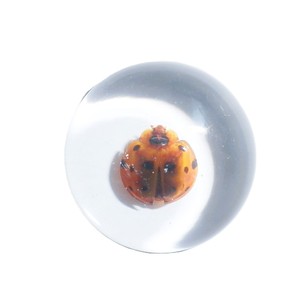 Cabochon en plastique rond de 25x25 mm avec spécimen réel de coccinelle, fond plat transparent, pour artisanat et fabrication de bijoux - Product Image 2