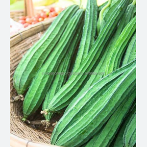 Courge de montagne fraîche de qualité supérieure, légume biologique, approvisionnement direct de la ferme, qualité export, courge de montagne verte du Bangladesh, Agro - Product Image 5