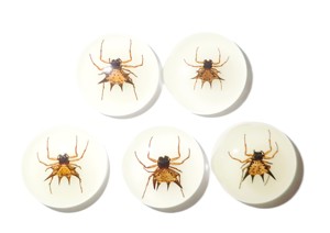 Spiny <b>Spider</b> Real Specimen <b>Plastic</b> Cabochon Round 25x25 mm Glow Flat Bottom for Crafts and Jewelry Making - Product Image 5