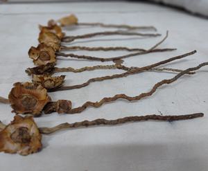 Material Botánico Natural Exótico, Varillas de Coco para Decoración de Bodas, Manualidades, Relleno de Acuarios - Product Image 4