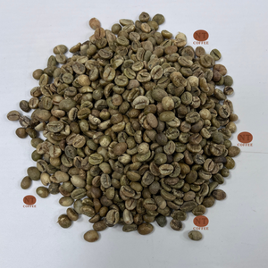 Café Robusta en Grains S16 Non Torréfié du Vietnam, Haute Densité, Arôme Riche, Vente en Gros pour Torréfacteurs de Café - Product Image 1
