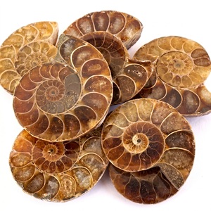 Tranches d'Ammonites Fossiles en Forme Spirale, Pierre Précieuse Non Montée - Product Image 1