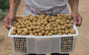 Longan Congelado al por Mayor - Suministro de Calidad Premium - Product Image 2