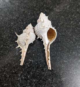 WHOLESALE NATURAL <b>ABALONE</b> SEASHELLS, LARGE BEACH <b>SHELLS</b> IN VARIOUS SIZES - Product Image 3