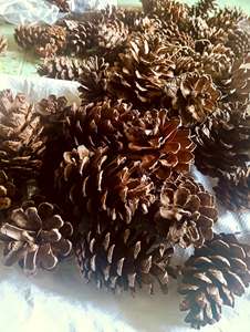 Piñas de Pino Secas Naturales de Vietnam para Decoración Navideña, Hacer Coronas, Adornos para Árboles, Centros de Mesa, Manualidades y Venta al por Menor - Product Image 3