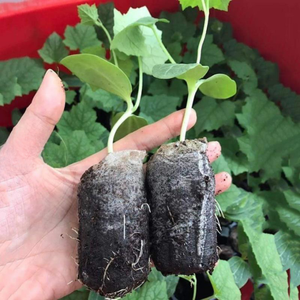 Bloc de tourbe de coco de haute qualité, support de culture écologique pour pépinière, fabricant de granulés de coco au Vietnam par Eco2go - Product Image 5
