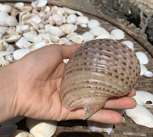 Vietnam Premium Giant Spotted Tun <b>Shell</b> 10 13cm for Tropical Resort Styling Nautical Display Aquarium <b>Ornament</b> Supply - Product Image 1