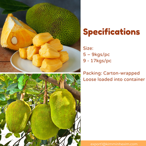 Jacquifruit Fresco de Vietnam de Alta Calidad, Exportación Profesional B2B de Kim Minh International para Importación y Distribución - Product Image 3