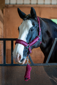 Nylon halter Customize Horse Halter custom color and size horse tack halter horse hackamore by annabelle <b>equestrian</b> - Product Image 6