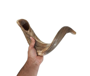 Shofar Moderno Hecho a Mano de Alta Calidad y Ecológico con Cuerno de Carnero, Concha de Búfalo Natural Pulida, Varios Tamaños - Product Image 2