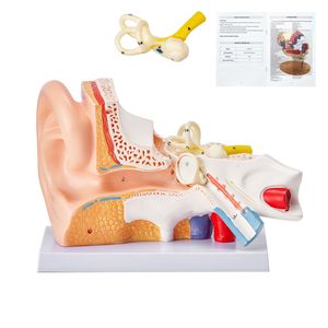 Modelo Anatómico Profesional del Oído Humano de 3 Partes, Ampliado 5 Veces, para Exhibición Escolar del Oído Externo, Medio e Interno - Product Image 1