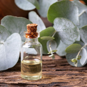Huile Essentielle d'Eucalyptus Pure, Naturelle et Biologique en Gros pour Cheveux, Échantillon Gratuit, Marque Privée - Product Image 3