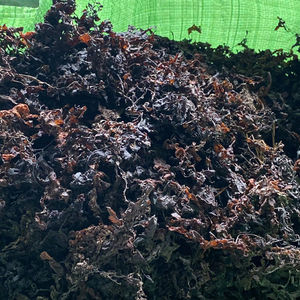 Algas marinas secas de Vietnam de sargazo natural con la mejor calidad y el precio más bajo/Sra. Lima - Product Image 1