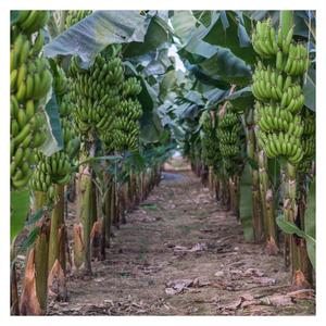 Bananes Cavendish vertes de qualité export, récolte fraîche de première qualité pour le commerce mondial et la chaîne d'approvisionnement commerciale - Product Image 1