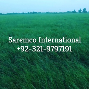 High Fiber Rhodes <b>Grass</b> Forage for Livestock Nutrient Enriched Rhodes <b>Grass</b> Hay for Sheep Goat Horses Dried Animal <b>Feed</b> - Product Image 4