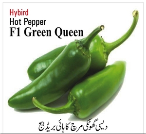 เมล็ดพันธุ์พริกฮอทเปปเปอร์กรีนควีน F1 ไฮบริด - Product Image 1
