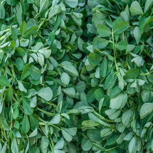 Feuilles de Kasuri Methi indiennes de qualité supérieure pour les commerçants internationaux d'épices recherchant une qualité constante et une offre en gros fiable - Product Image 4