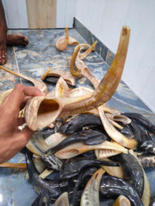 Shofar en corne de bélier de la meilleure qualité, corne naturelle pour le soufflage et à des fins religieuses, shofar casher poli fait à la main en Inde - Product Image 3