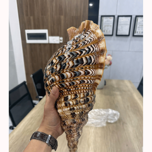 [ขายดี] เปลือกหอยทริทอนธรรมชาติสุดงดงาม - หอยสังข์ขัดเงาแท้ 100% สำหรับงานแต่งงานริมชายหาดและตู้ปลา - Product Image 4