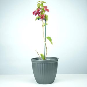 Supports d'orchidées courbés verts avec clips pour le maintien des fleurs - Product Image 5