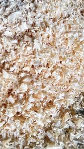 Pellet de madera de acacia vietnamita Premium para mascotas pequeñas, virutas de pino secas Premium, excelente ropa de cama para animales, residuos agrícolas a la venta - Product Image 5