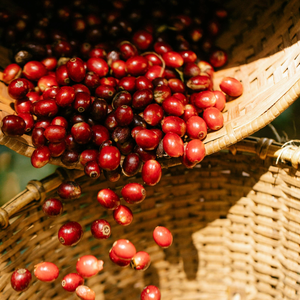 Grains de café vert Arabica du Vietnam, processus naturel, tamis 18, non torréfiés, approvisionnement en vrac, service OEM/ODM disponible - Product Image 5