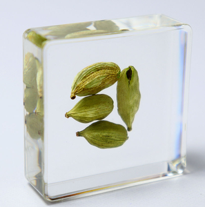 La pianta reale ha conservato i tipi di infiorescenza di modalità di aiuti didattici medici incastonati campione di resina per l'insegnamento della scuola materna - Product Image 1