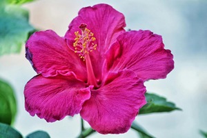 Vente en gros de graines de Hosta Hibiscus, magnifique mélange de fleurs grandes, écologiques, pour l'intérieur et l'extérieur, pour la maison, le jardin, le balcon, style américain - Product Image 3