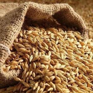 Cereali Biologici AD Barley Breakfast Product: Fiocchi e Mix Energetici per l'Esportazione a Prezzo Economico - Product Image 2