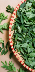 ใบคาตุกอบแห้งแบบแช่เยือกแข็ง ปราศจาก GMO อบแห้งด้วยอุณหภูมิต่ำ ใบหวานบดเป็นเกล็ด คุณภาพส่งออก ผักอบแห้ง - Product Image 2