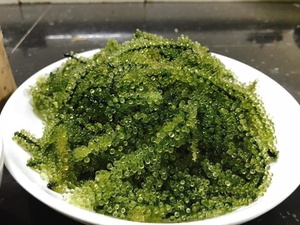 Caviar Verde Fresco a Precio Competitivo y Proveedor de Uvas de Mar al por Mayor - Product Image 6