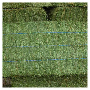 Heno de Alfalfa, Heno de Pasto Seco Fresco, Proveedor de Alimentos para Mascotas, Distribuidor Mayorista, Exportación en Grandes Cantidades - Product Image 5