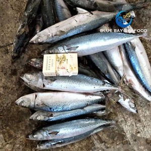Pescado Atún del Pacífico Congelado IQF de Calidad Superior, a Granel, 100% Seguro para Alimentos, Suministro al por Mayor, Cajas de Exportación, Grado Premium - Product Image 6