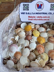 Coquilles de palourde naturelles de qualité supérieure 5-6 cm pour la présentation et la cuisson Vietnam OEM Mme Anna - Product Image 3