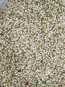 Vietnam Premium Jasmine Bud <b>Tea</b> Selected Dried Flower <b>Tea</b> Whole Bud For Cup <b>Infusion</b> Dried Flower Buds Wholesale - Product Image 4