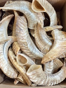 เขาแกะแท้ ขัดเงาอย่างดี สำหรับตกแต่งและงานฝีมือ คุณภาพสูง - Product Image 1