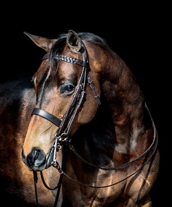Fournisseur de bridons doubles Annabelle Equestrian Showtime en cuir de haute qualité, anatomiques, avec muserolle plate cavesson. - Product Image 1