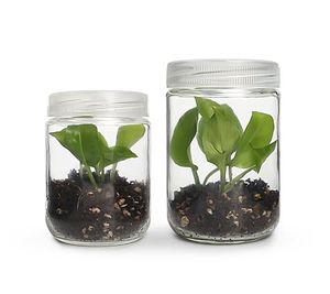 Frasco de Vidrio Autoclavable para Cultivo de Tejidos de 250 ml para Micropropagación, Cultivo Celular y Crecimiento de Plantas - Product Image 6