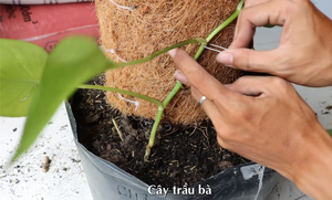 [VENTE CHAUDE] Piquet de soutien pour plantes grimpantes en fibre de coco écologique, pour plantes d'intérieur, fournitures agricoles, Vietnam BLUE LOTUS - Product Image 5