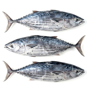 Vente Flash : Thon Congelé de Qualité Supérieure, Vente en Gros, Qualité Alimentaire, Stock Prêt, Meilleure Qualité pour l'Exportation - Product Image 1