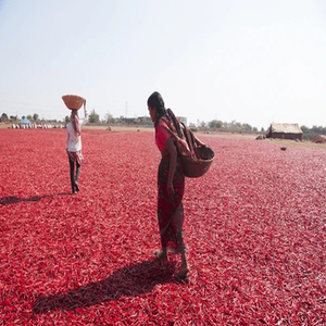 Collection de piments rouges entiers indiens en gros, provenant de récoltes fraîches, d'apparence rouge naturelle et emballées pour la vente commerciale - Product Image 3