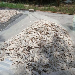 Os de Seiche Premium de Haute Qualité – Minéraux de Calcium Purs Durables à Absorption Rapide – Soutien pour la Croissance – Vente en Gros - Product Image 6