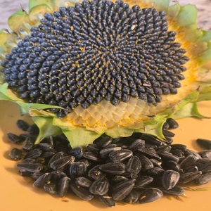 Graines de tournesol brutes en vrac pour l'huile de tournesol - Product Image 6